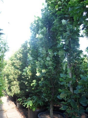  Tulpenboom (Liriodendron Tulipfera 'Fastigiata')