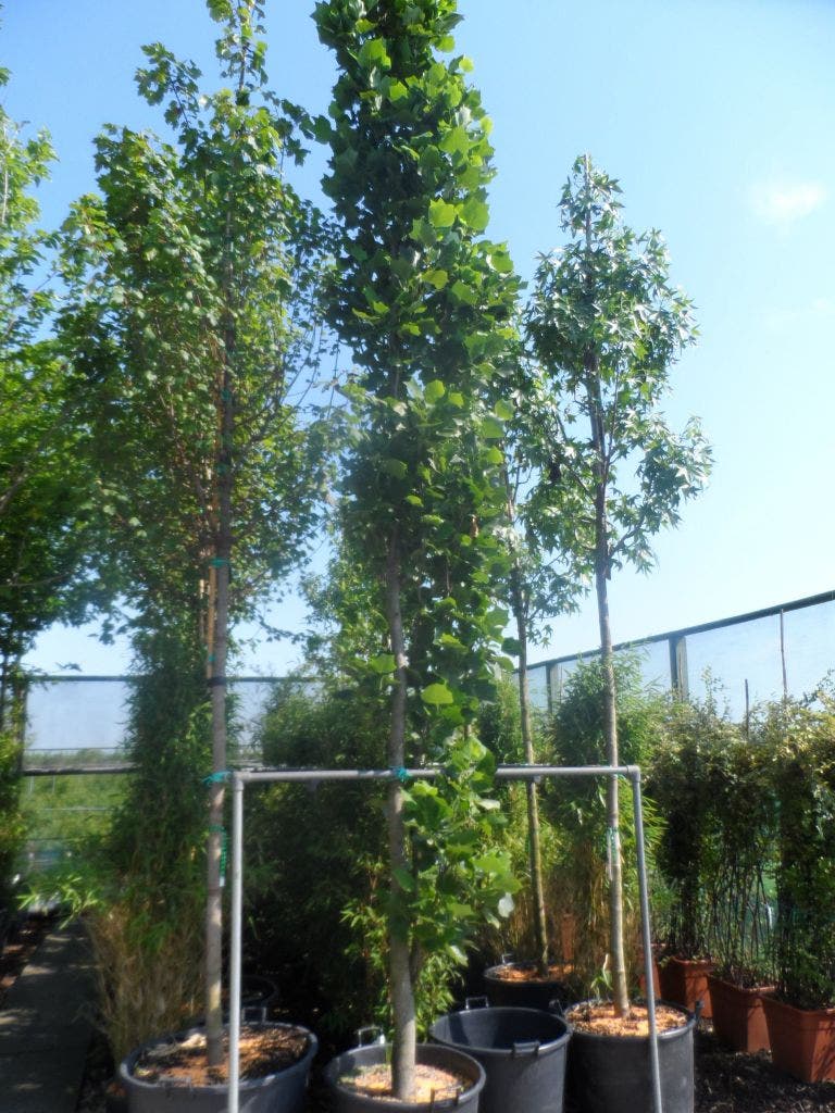  Tulpenboom (Liriodendron Tulipfera 'Fastigiata')