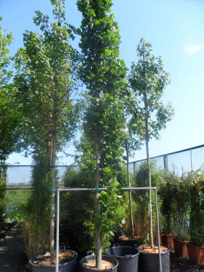  Tulpenboom (Liriodendron Tulipfera 'Fastigiata')