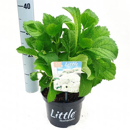  Kleinblijvende Hortensia (Hydrangea Macr. 'Little White'®)