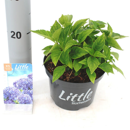  Kleinblijvende Hortensia (Hydrangea Macr. 'Little Blue'®)