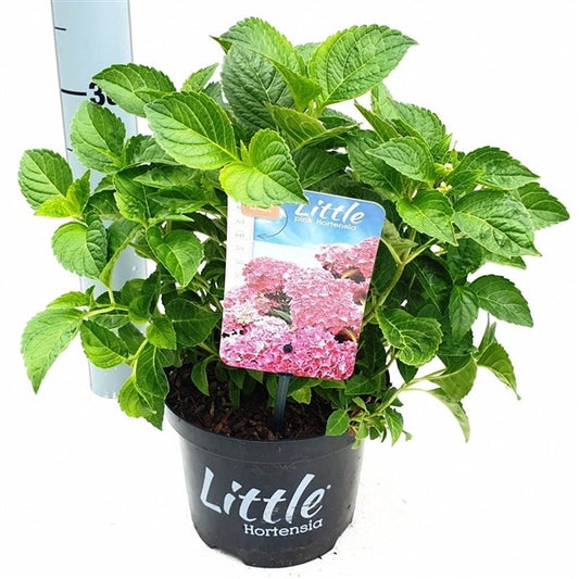  Kleinblijvende Hortensia (Hydrangea Macr. 'Little Pink'®)