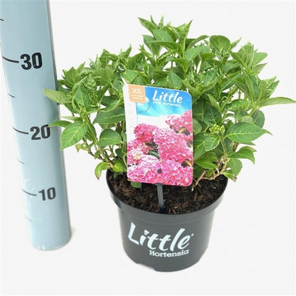  Kleinblijvende Hortensia (Hydrangea Macr. 'Little Pink'®)