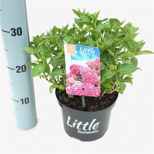  Kleinblijvende Hortensia (Hydrangea Macr. 'Little Pink'®)