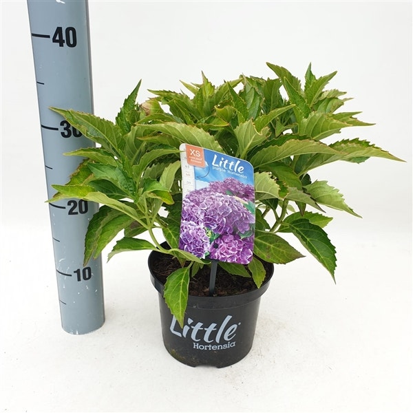  Kleinblijvende Hortensia (Hydrangea Macr. 'Little Purple®)