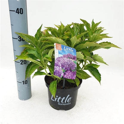  Kleinblijvende Hortensia (Hydrangea Macr. 'Little Purple®)