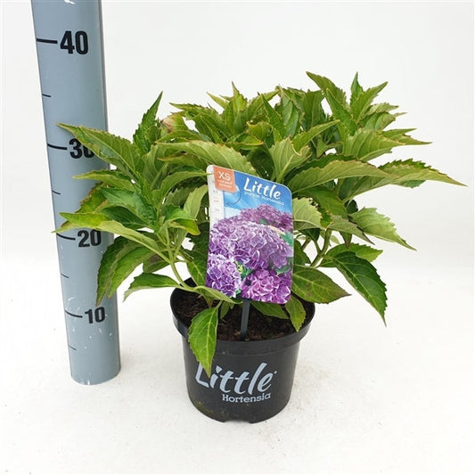  Kleinblijvende Hortensia (Hydrangea Macr. 'Little Purple®)