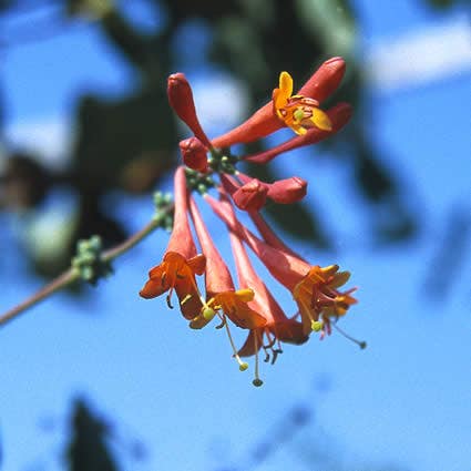  Kamperfoelie (Lonicera Brownii 'Dropmore Scarlet')