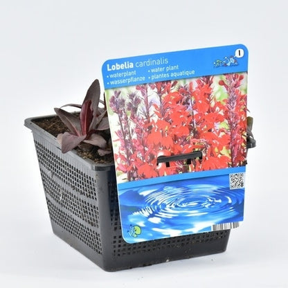  Rode Scharlakenlobelia Waterlobelia (Lobelia Cardinalis)