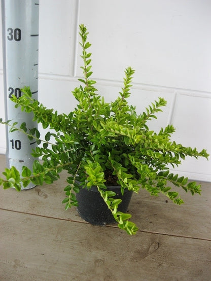  Struikkamperfoelie (Lonicera Nitida 'Maigrun')