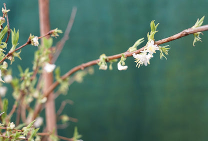  Winterkamperfoelie (Lonicera Fragrantissima)
