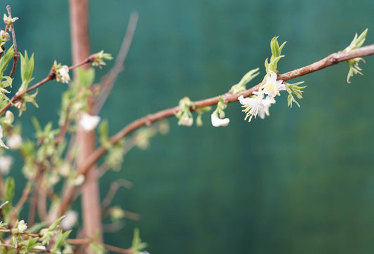  Winterkamperfoelie (Lonicera Fragrantissima)