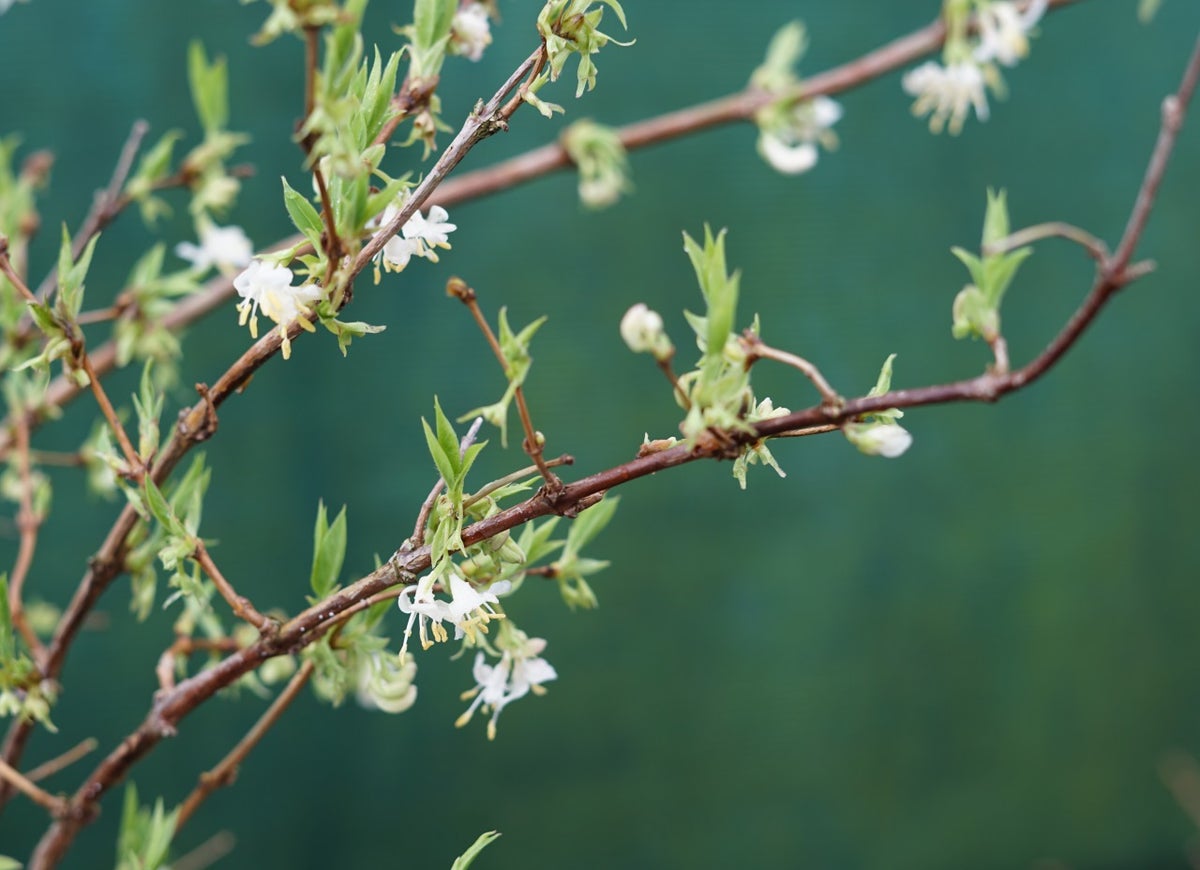  Winterkamperfoelie (Lonicera Fragrantissima)