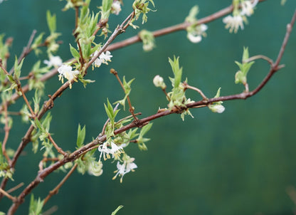  Winterkamperfoelie (Lonicera Fragrantissima)