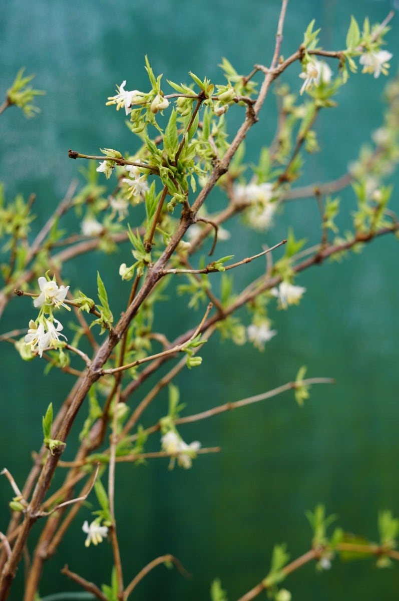  Winterkamperfoelie (Lonicera Fragrantissima)
