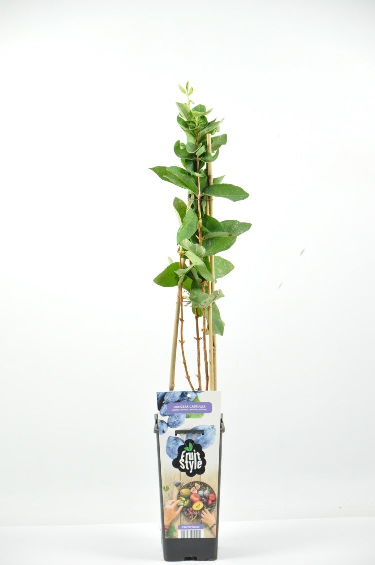  Blauwe Honingbes (Lonicera ‘Wojtek')