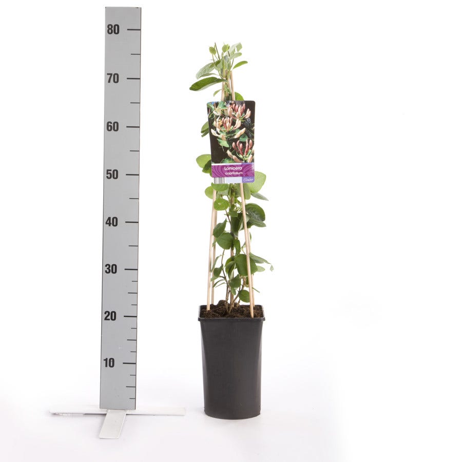  Kamperfoelie (Lonicera Caprifolium)