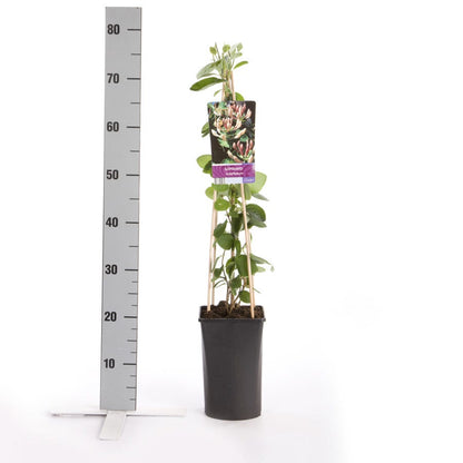  Kamperfoelie (Lonicera Caprifolium)