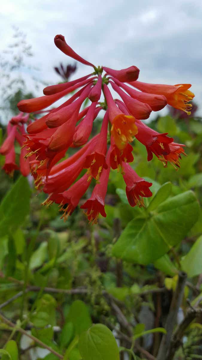  Kamperfoelie (Lonicera Brownii 'Dropmore Scarlet')