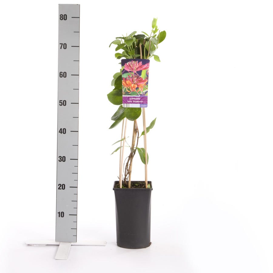  Kamperfoelie (Lonicera Heckrotti 'Goldflame')