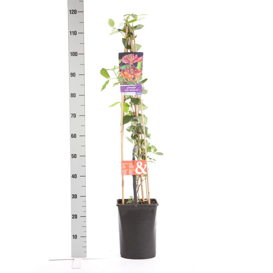  Kamperfoelie (Lonicera Heckrotti 'Goldflame')