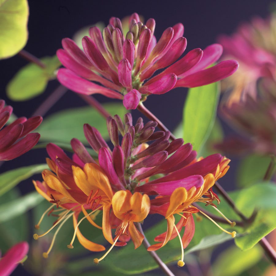  Kamperfoelie (Lonicera Heckrotti 'Goldflame')