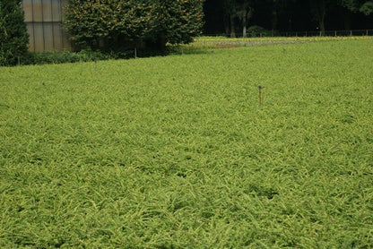 Struikkamperfoelie (Lonicera Nitida 'Maigrun')