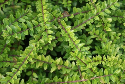  Struikkamperfoelie (Lonicera Nitida 'Maigrun')
