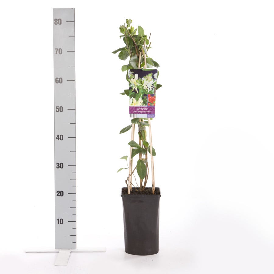  Kamperfoelie (Lonicera Periclymenum 'Belgica Select')