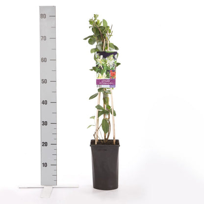  Kamperfoelie (Lonicera Periclymenum 'Belgica Select')