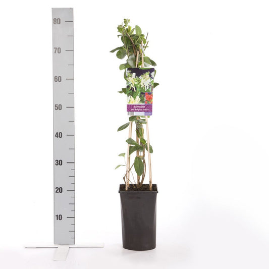  Kamperfoelie (Lonicera Periclymenum 'Belgica Select')