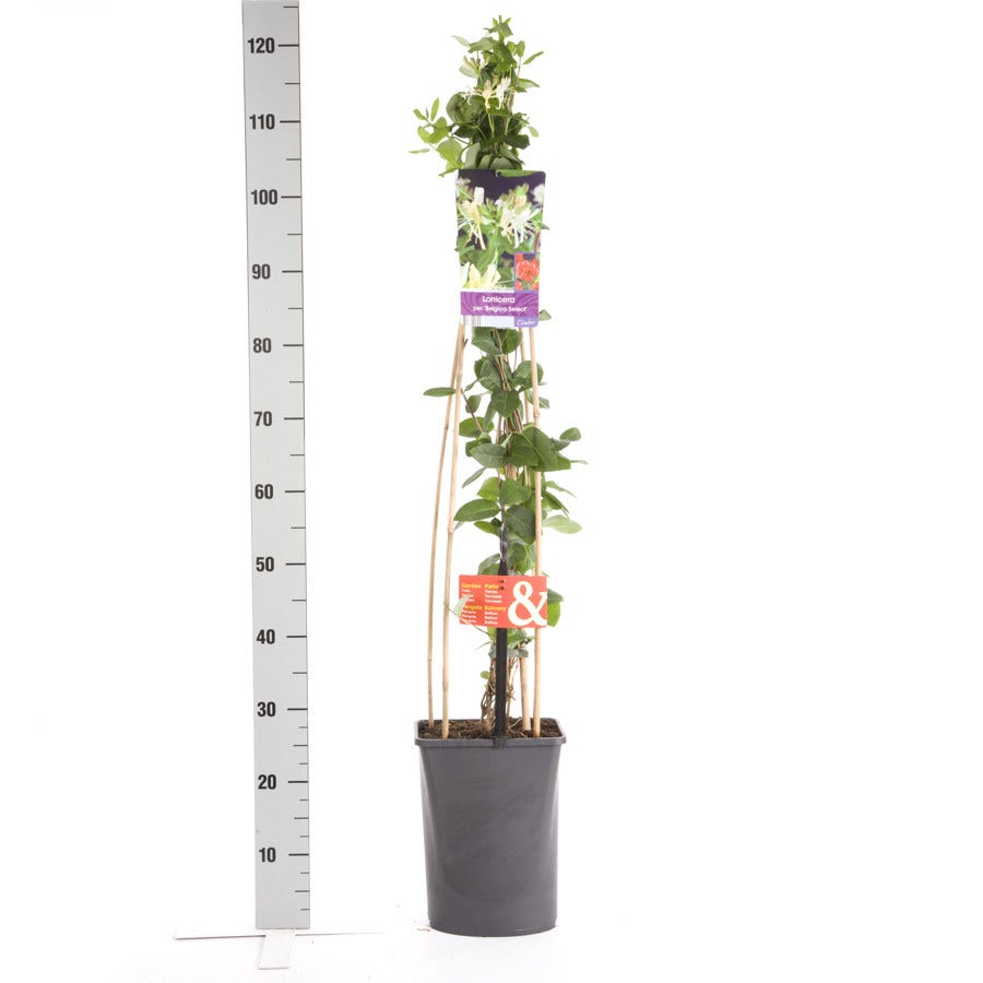  Kamperfoelie (Lonicera Periclymenum 'Belgica Select')