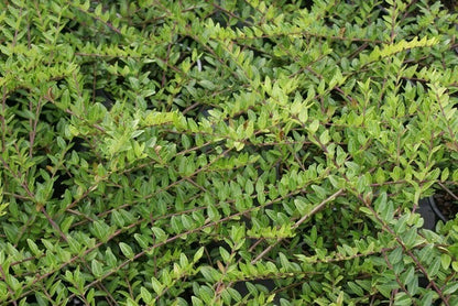  Struikkamperfoelie (Lonicera Pileata)