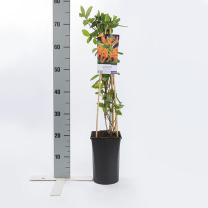  Kamperfoelie (Lonicera Tellmanniana)