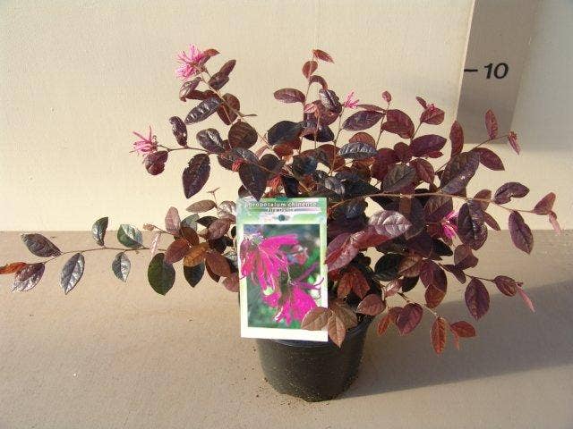  Loropetalum (Loropetalum 'Fire Dance')