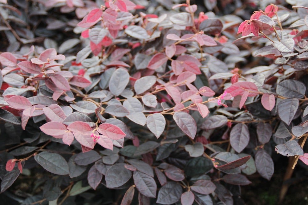  Loropetalum (Loropetalum 'Fire Dance')