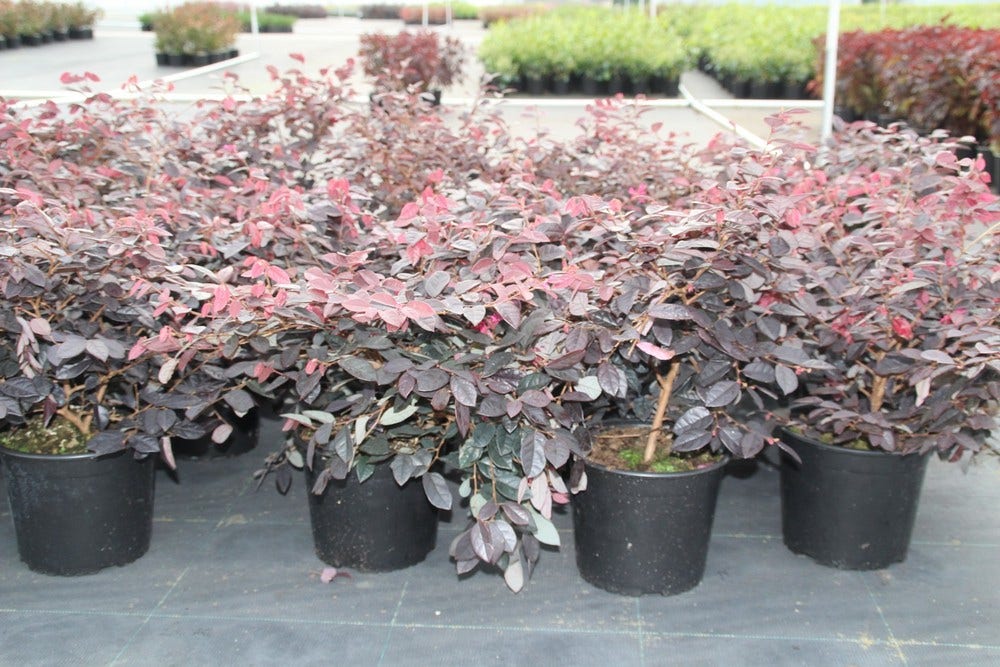  Loropetalum (Loropetalum 'Fire Dance')