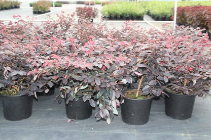  Loropetalum (Loropetalum 'Fire Dance')