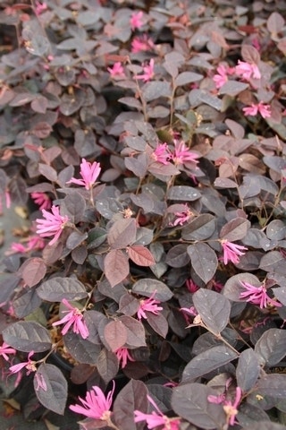  Loropetalum (Loropetalum 'Fire Dance')
