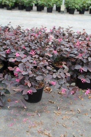  Loropetalum (Loropetalum 'Fire Dance')