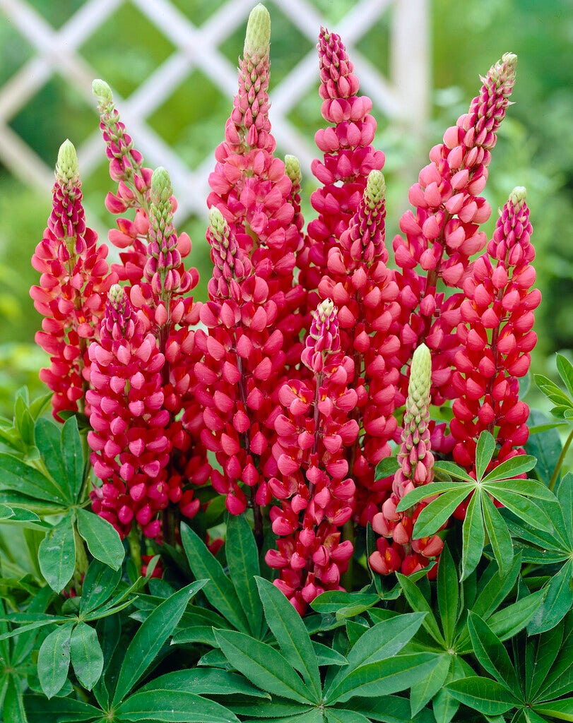  Lupine (Lupinus 'Gallery Red')