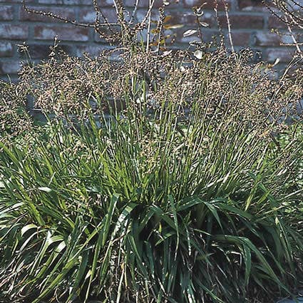  Grote Veldbies (Luzula Sylvatica)