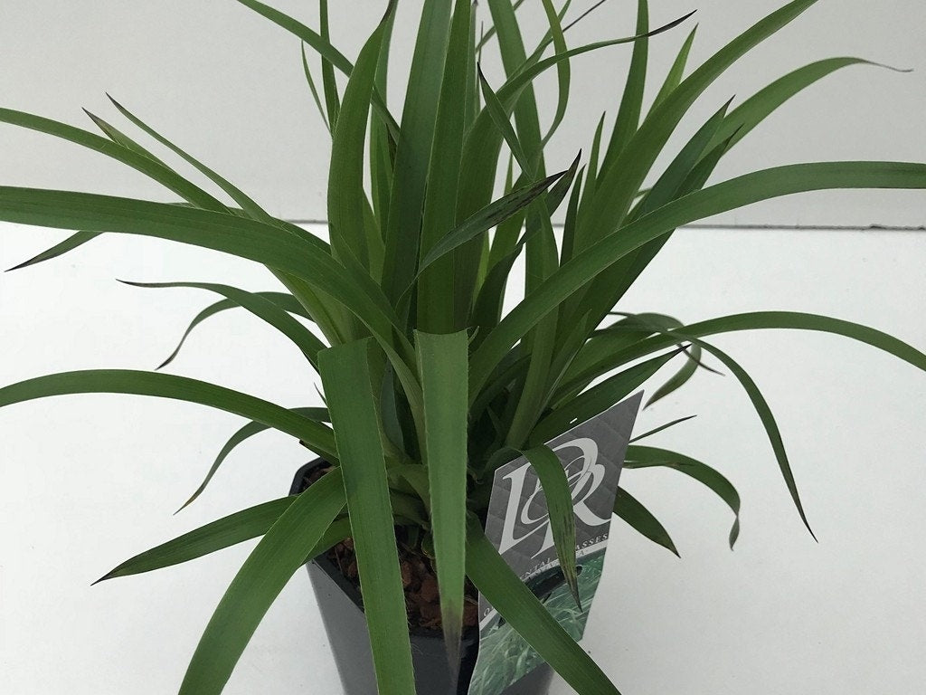  Grote Veldbies (Luzula Sylvatica)