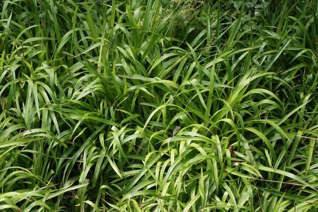  Grote Veldbies (Luzula Sylvatica)