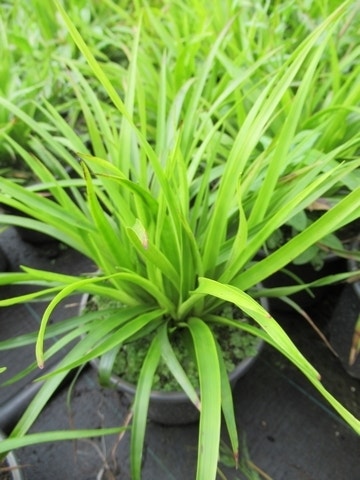  Grote Veldbies (Luzula Sylvatica)