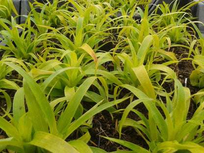  Grote Veldbies (Luzula Sylvatica)