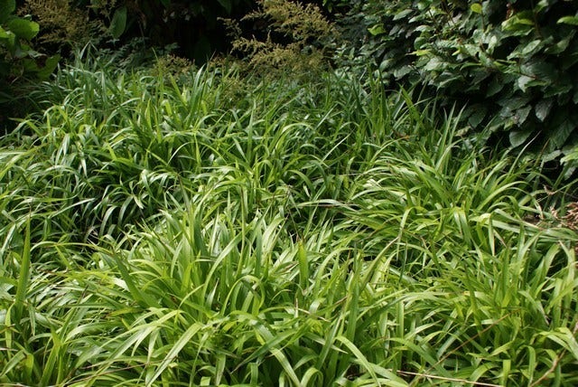  Grote Veldbies (Luzula Sylvatica)