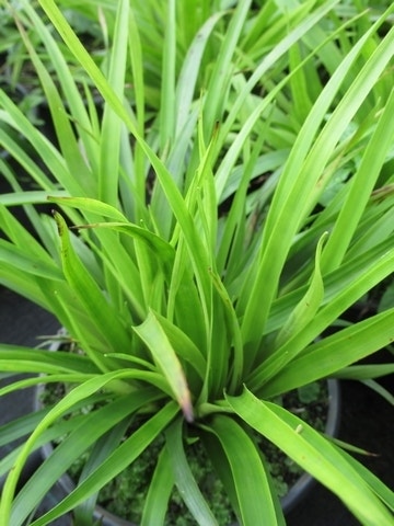  Grote Veldbies (Luzula Sylvatica)
