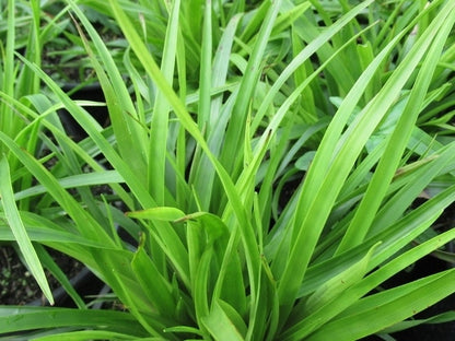  Grote Veldbies (Luzula Sylvatica)