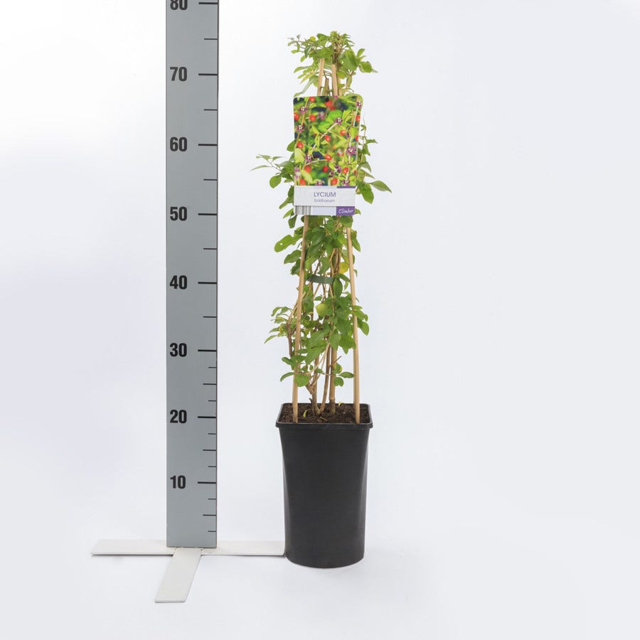  Boksdoorn (Lycium Barbarum)